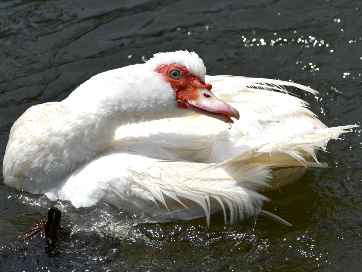 #71:
          White Muscovy Duck, Okinawa.
          f/ at mm - Shutter Speed: - ISO: